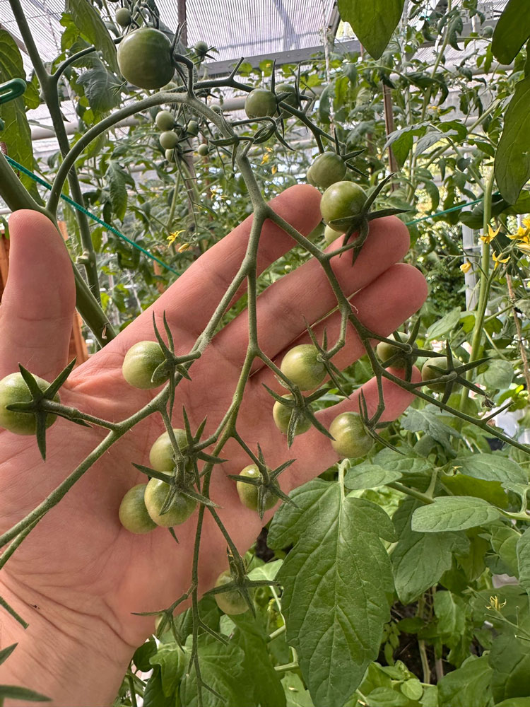 tomaatjes uit de kas van madiba